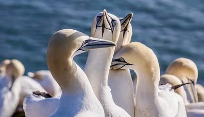 九游体育官方网站-韩媒：伊朗雪地传控强到让韩国队迷失方向，伊朗暴雪