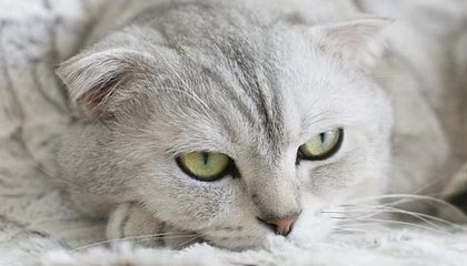 九游体育下载-博洛尼亚袭占对手阵地，全力以赴，博洛尼亚站